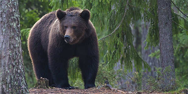 Bear Watching Holidays Polar Bear Holidays Grizzly Bears