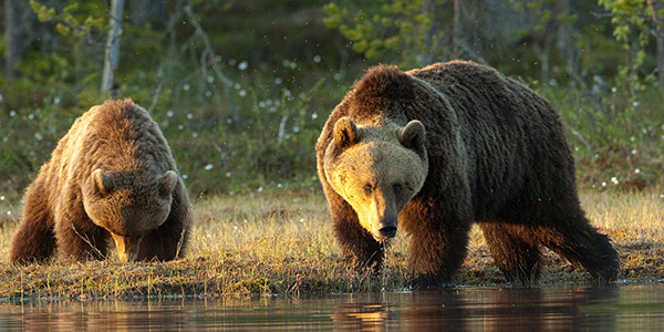 Bear Watching Holidays Polar Bear Holidays Grizzly Bears