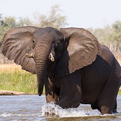 Elephant, Lower Zambezi, Zambia