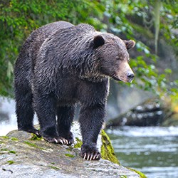 Grizzly bear Farewell Harbour