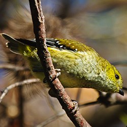 Forty-spotted pardalote