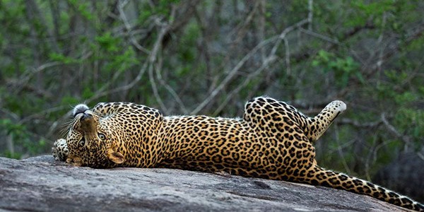 sri lanka wildlife tourism